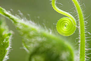 Biogartenmobil Pflanze
