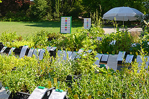 Herr Roth Biogartenmobil Marktstand