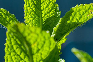 Biogartenmobil Sortiment Teekräuter Minze
